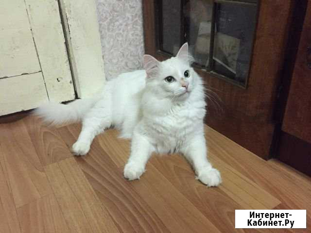 Кот Василий Коммунар - изображение 1