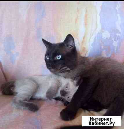 Сиамские котята Шахты