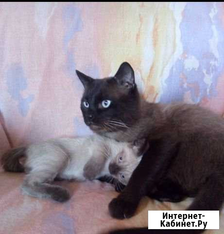Сиамские котята Шахты - изображение 1