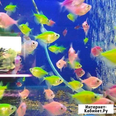 Рыбка исполняющая желание Винсады - изображение 1