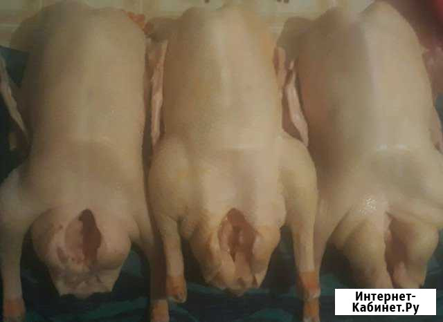 Мясо гуся. Домашние гуси. Гуси. Молодые гуси Рассказово - изображение 1