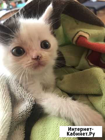 Котята в добрые руки Геленджик - изображение 1
