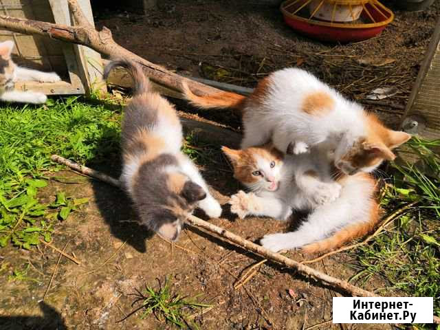 Отдаю котят Домодедово - изображение 1