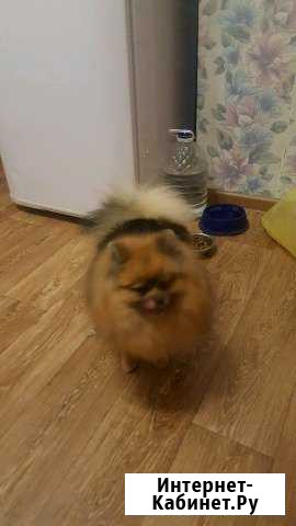 Вязка померанский шпиц Москва - изображение 1