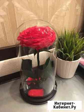 Роза в колбе 40 см Мурманск