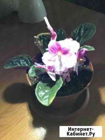 Фиалка Мурманск