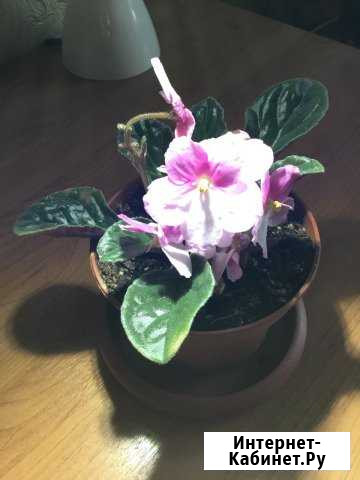 Фиалка Мурманск - изображение 1