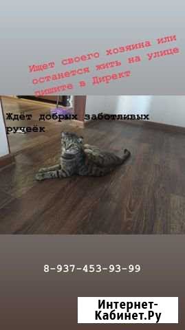 Ищет своего заботливого хозяина в добрые руки Ульяновск - изображение 1