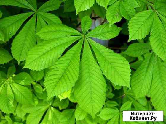 Каштаны конские в контейнерах Волгоград