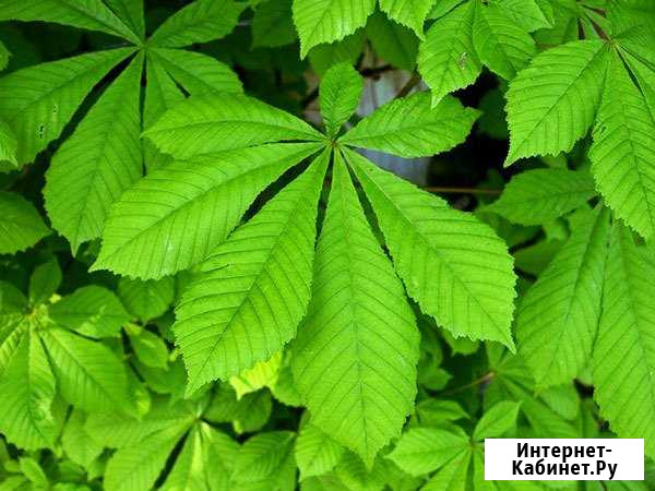 Каштаны конские в контейнерах Волгоград - изображение 1