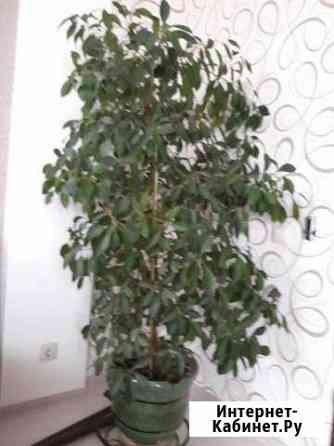 Фикус Бенджамин,Кратон,Фикус,Шефлера,Специфилум Энгельс