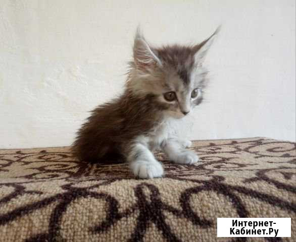 Котята породистые мейн-куны Бахчисарай - изображение 1