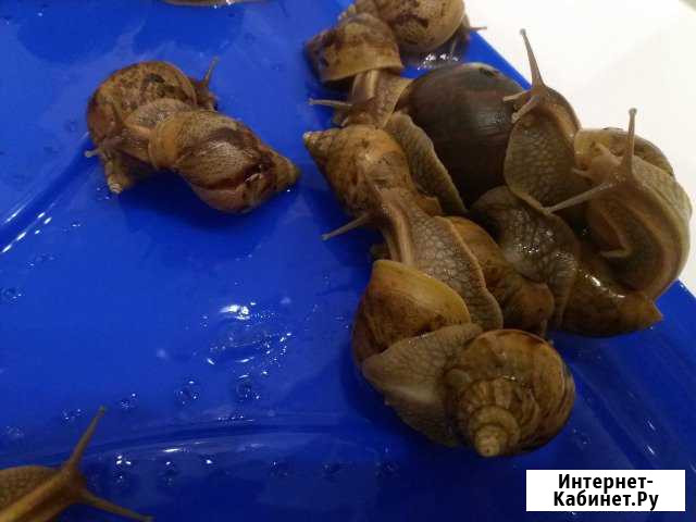 Улитки ахатины Набережные Челны - изображение 1