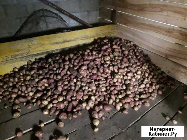 Свежий картофель со своего огорода Уфа - изображение 1
