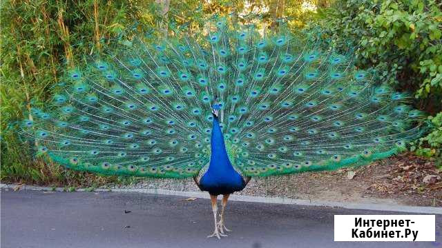 Индийский павлин,Воротниковый золотой фазан Краснодар - изображение 1