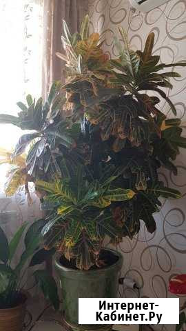 Цветы домашние Энгельс - изображение 1