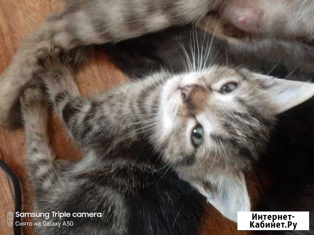 Котёнок Новозыбков - изображение 1