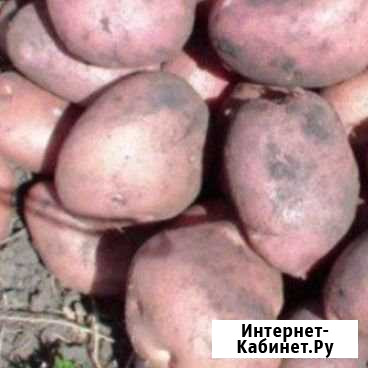 Картофель Арамиль - изображение 1