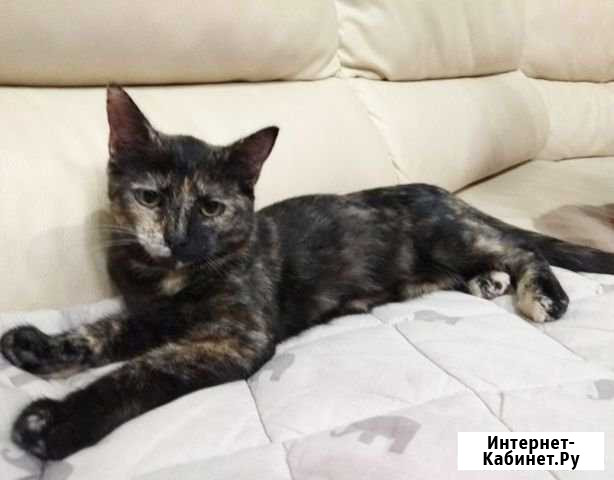 Кошка Жуковский - изображение 1