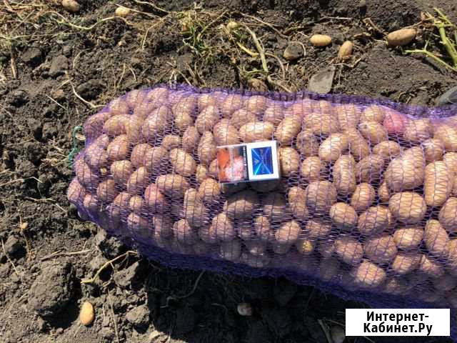 Картофель кормовой в больших объёмах. для тех кто Ставрополь - изображение 1