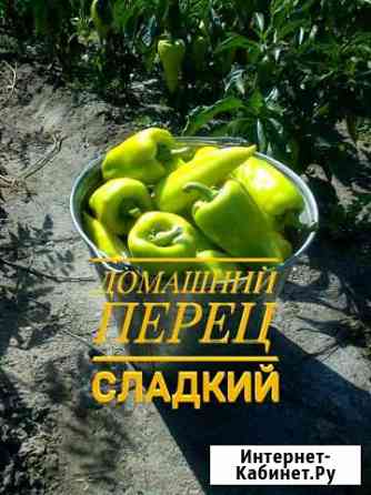 Перец сладкий с грядки Славгород