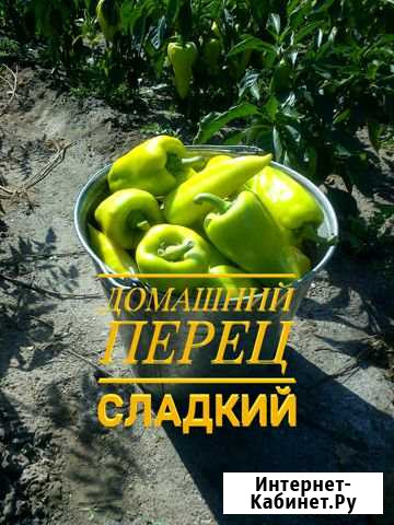 Перец сладкий с грядки Славгород - изображение 1