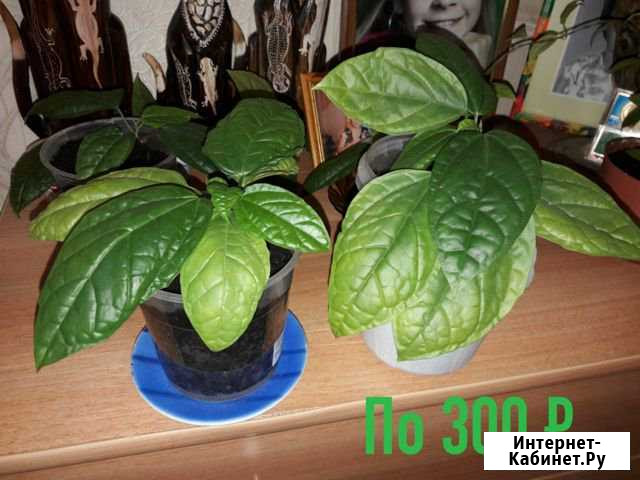 Клеродендрон Мурманск - изображение 1