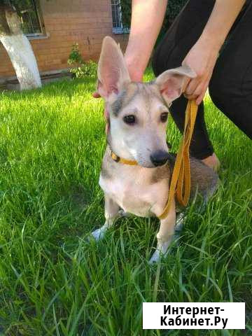 Чип 05.02.2019 Волгоград - изображение 1