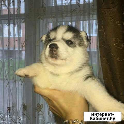 Милые щенки сибирской хаски-1 месяц Йошкар-Ола - изображение 1