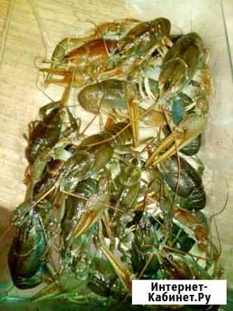 Раки Пенза