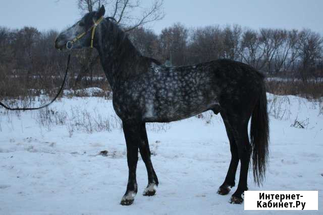 Лошади, ослик, пони на продажу Лиски - изображение 1