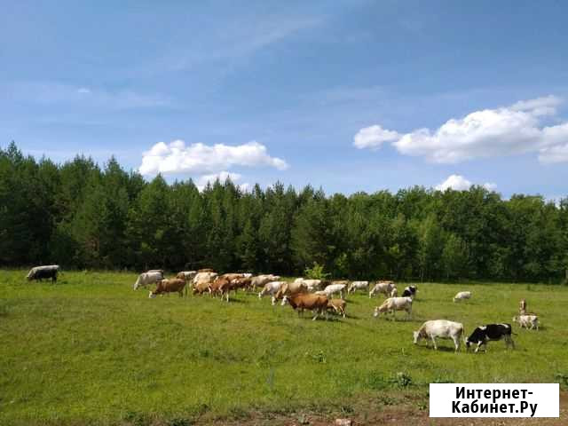 Коровы, бычки, телки, телята Раевский - изображение 1