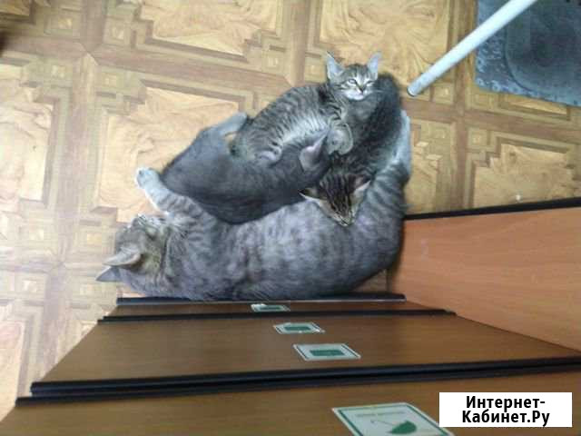 Ищем хозяев для кошки и трех ее котят Павлово - изображение 1