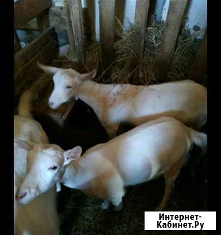 Козы дойные Учкекен - изображение 1