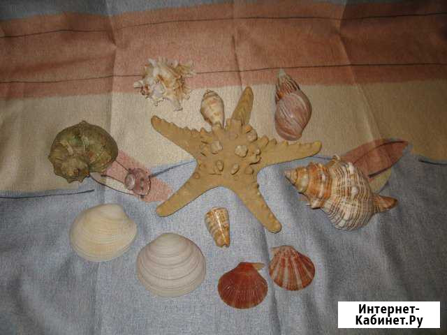 Морские ракушки и фото-рамка Рыбинск - изображение 1