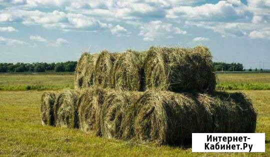 Принимаю заказы. Сено в рулонах, в тюках (кипах) Новые Горки - изображение 1