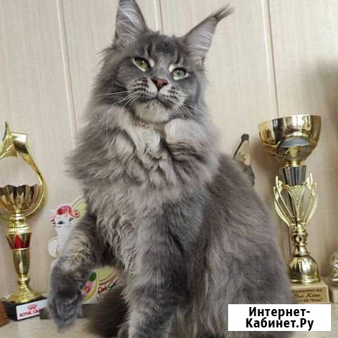 Котики породы мейн кун Ковров - изображение 1