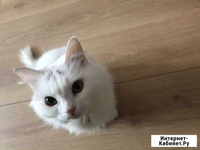 Отдам в добрые руки Полярные Зори - изображение 1