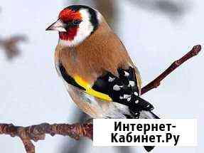 Разные птицы Магнитогорск