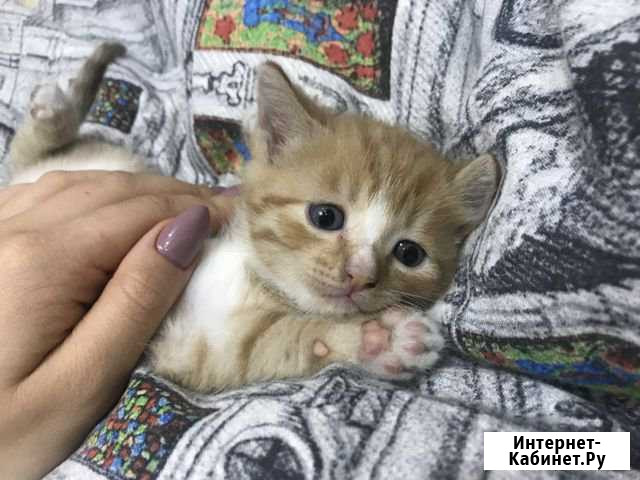 Отдам 2 рыжих котят Черемхово - изображение 1