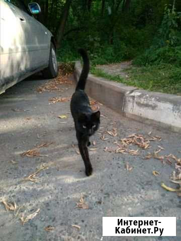 Котёнок Павловский Посад - изображение 1