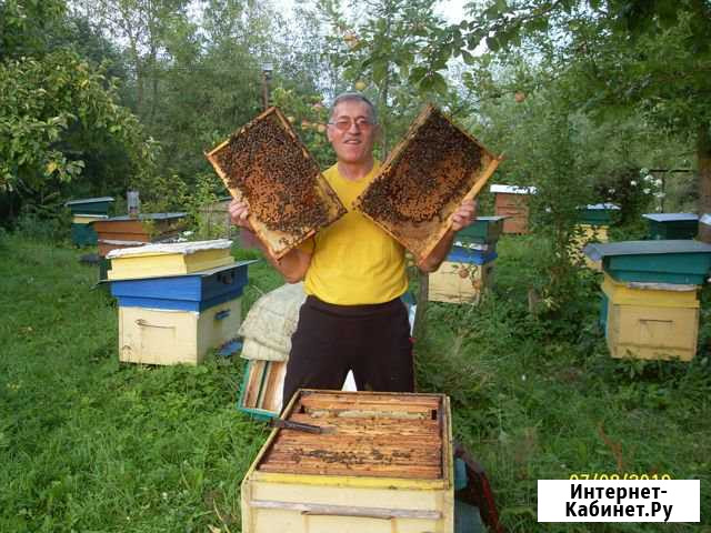 Пчелы породы Карника (краинка) Советск - изображение 1