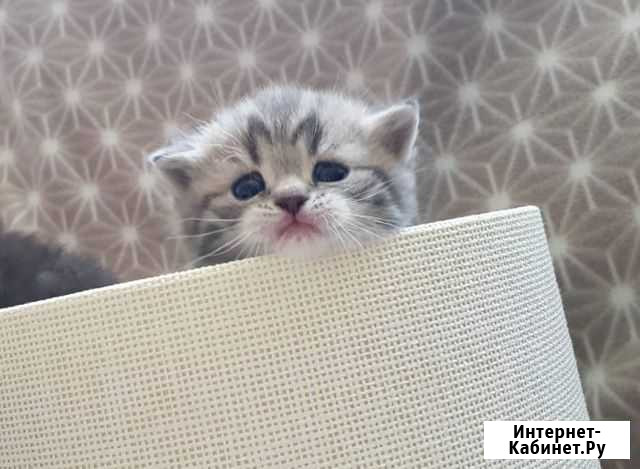 Шотландский котёнок Ватутинки - изображение 1