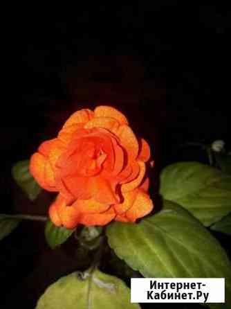 Ванька мокрый Мурманск