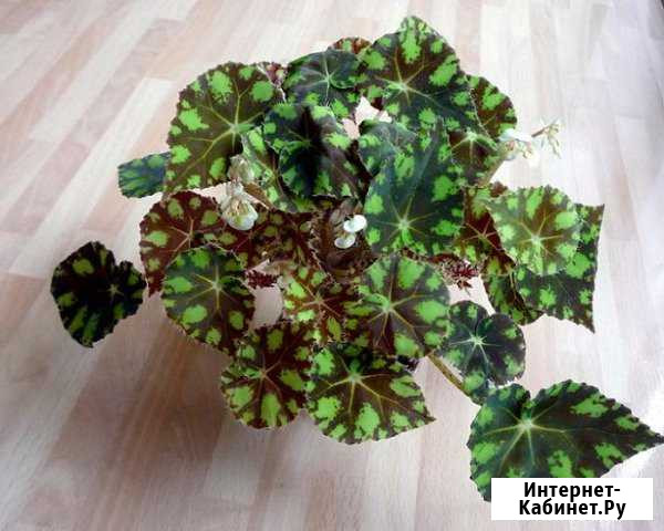 Продам бегонию Муром - изображение 1