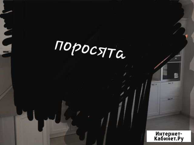 Поросята Мечетинская - изображение 1