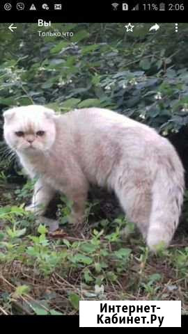 Котик на вязку Альметьевск - изображение 1