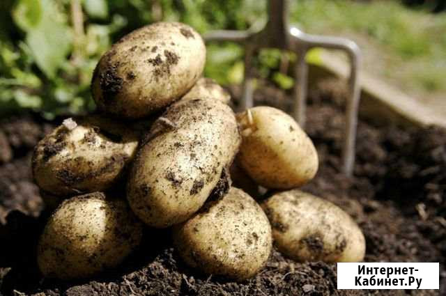 Продам картошку Миасс - изображение 1