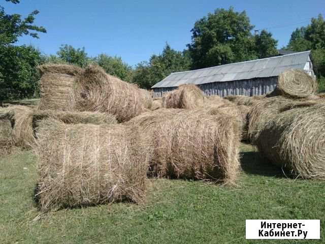 Сено Малка - изображение 1