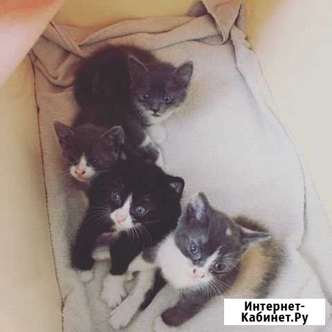 Отдам котят Волгодонск - изображение 1